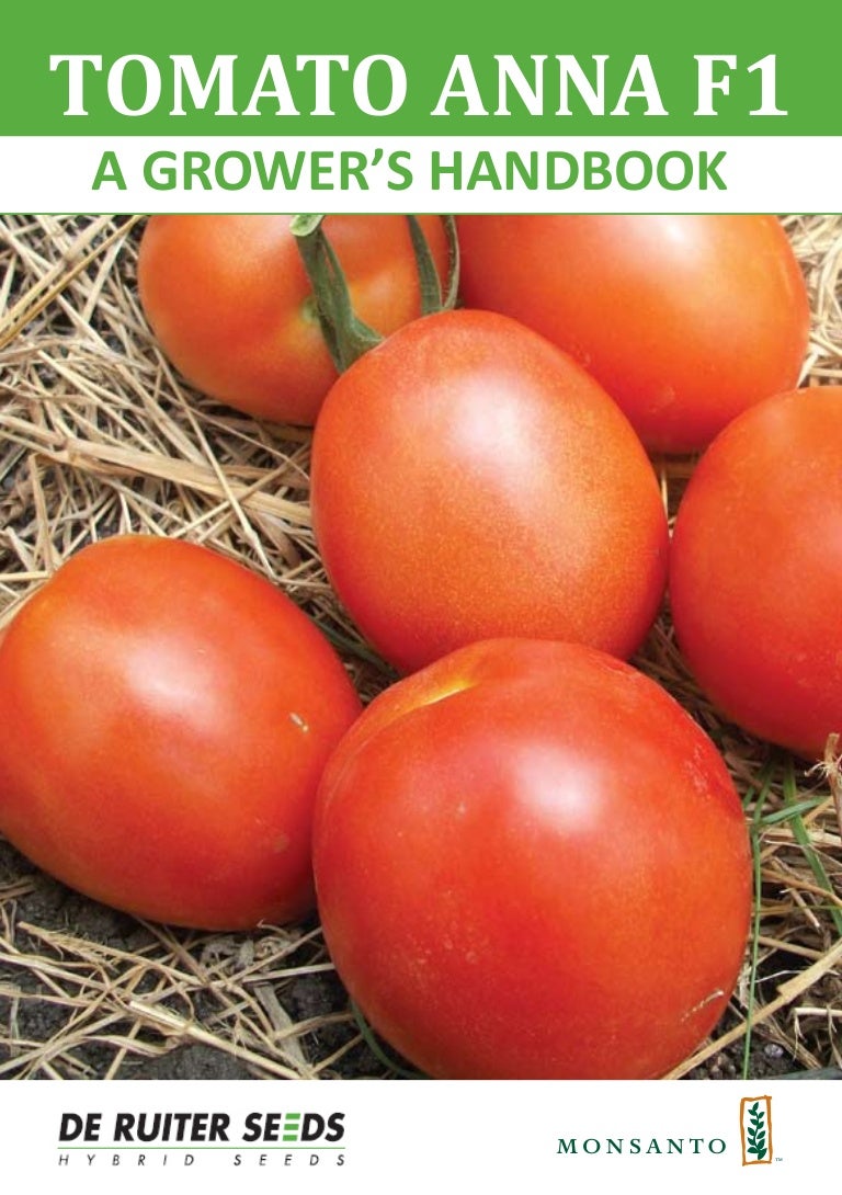 Top dressing tomato in greenhouse and open field yeast: recipes, rules, reviews 37 Top dressing tomato in greenhouse and open field yeast: recipes, rules, reviews 50